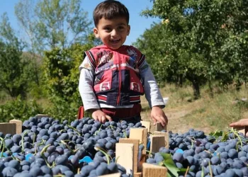 Tescilli Cimin üzümü hasadı sürüyor