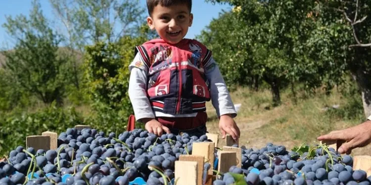 Tescilli Cimin üzümü hasadı sürüyor
