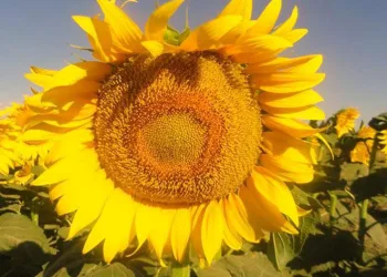 Üreticinin beklediği müjdeli haber geldi