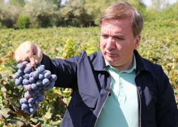 Vali Aydoğdu, üzüm hasadına katıldı