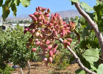 Fıstık hasadı başladı