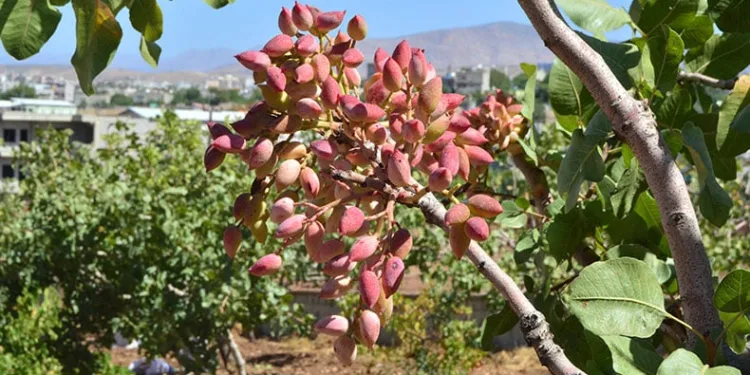 Fıstık hasadı başladı