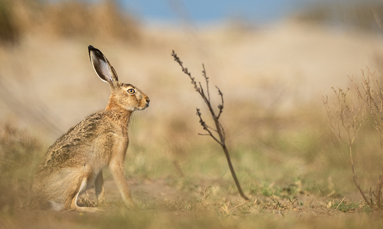Yaban Tavşanı doğal yaşam alanında görüntülendi