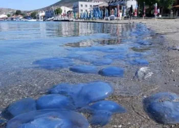 Foça’da ‘denizanası istilası’