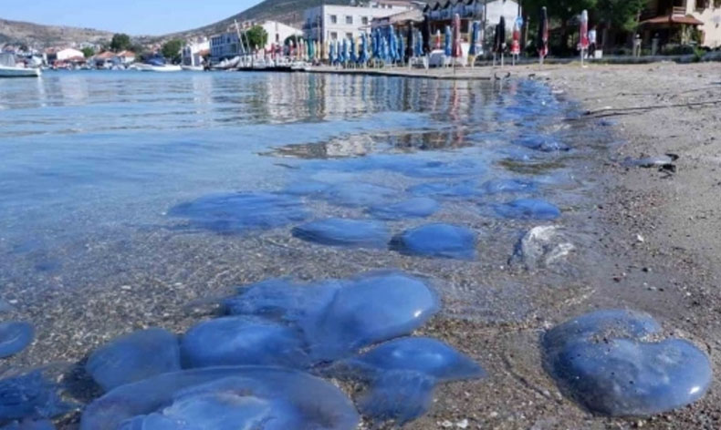 Foça’da 'denizanası istilası'