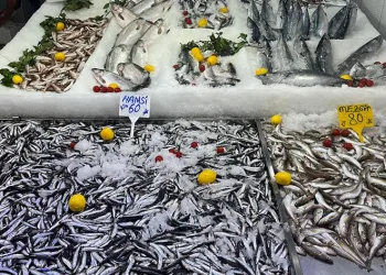 Sinop’ta hamsi tezgaha geldi