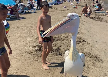 4 pelikan denizde tatilcilere eşlik etti