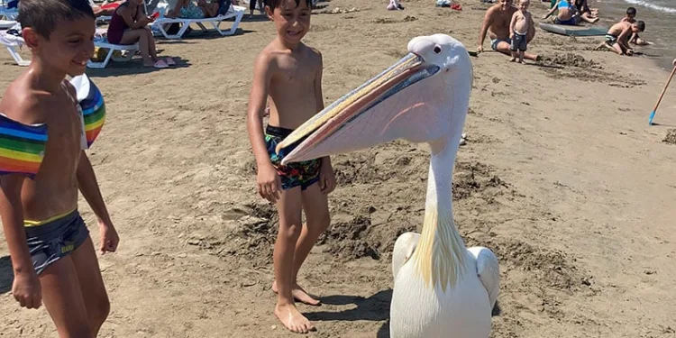 4 pelikan denizde tatilcilere eşlik etti