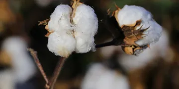 Adana’da pamuk hasadı başladı