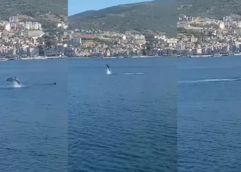 Yunusların şovu izleyenleri büyüledi