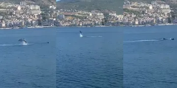 Yunusların şovu izleyenleri büyüledi