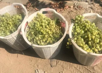 Yağışlar üreticiyi yeni çözümlere yöneltti