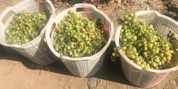 Yağışlar üreticiyi yeni çözümlere yöneltti