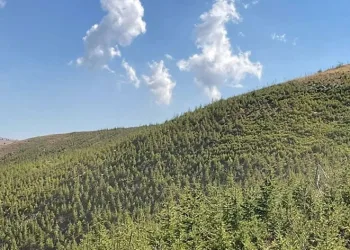 Yanan orman yeniden yeşerdi