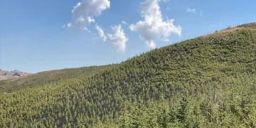 Yanan orman yeniden yeşerdi