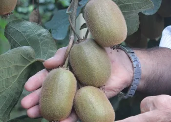 Ordu kivisinde rekolte düşüşü