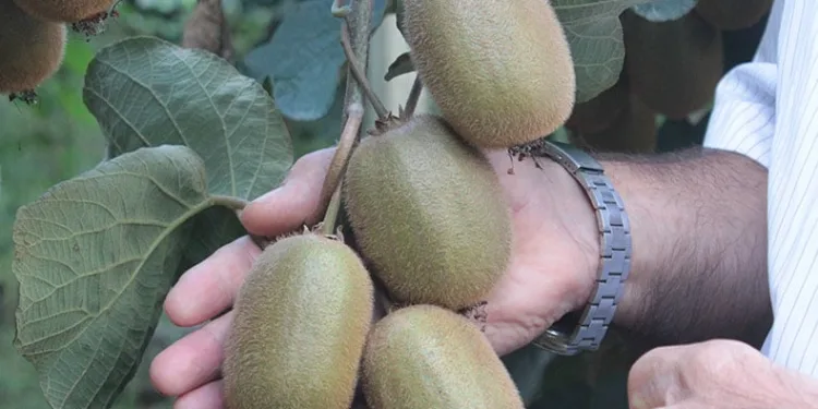Ordu kivisinde rekolte düşüşü