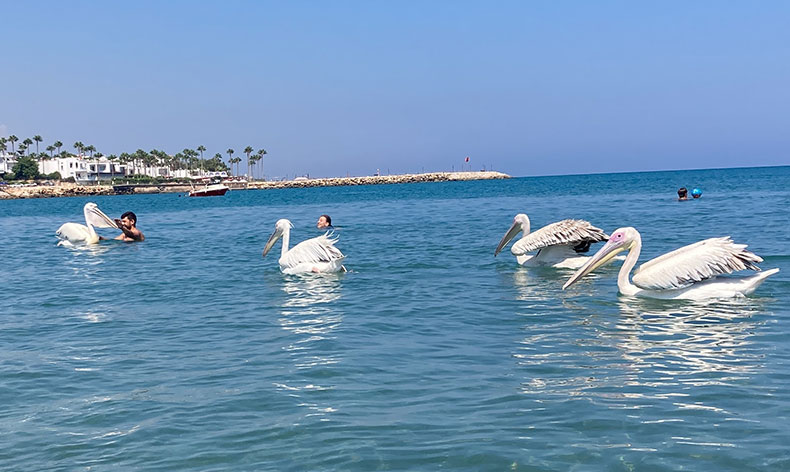 4 pelikan denizde tatilcilere eşlik etti
