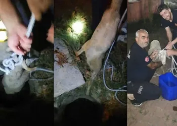 Çukura düşen koyunu itfaiye ekipleri kurtardı