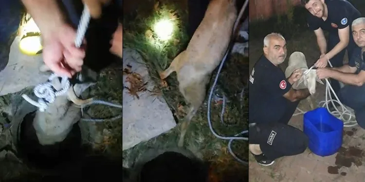 Çukura düşen koyunu itfaiye ekipleri kurtardı