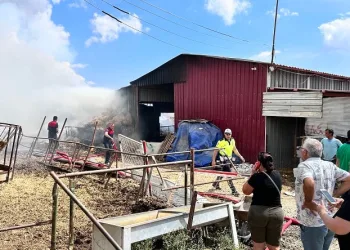 Çanakkale’de çıkan yangında 2 hayvan telef oldu