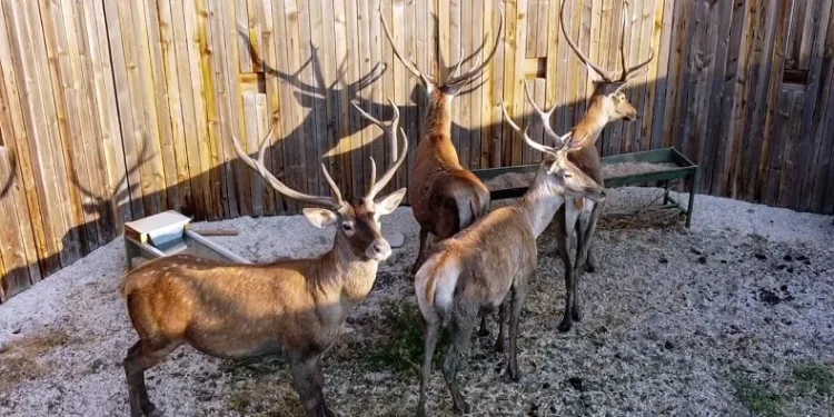14 kızıl geyik 408 bin lira bedelle avlanacak