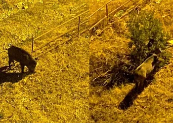Gemlik’te domuzlar sitelere dadandı