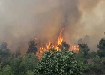 Mudanya’da yangın Bursa Valisi Mahmut Demirtaş olay bölgesinde