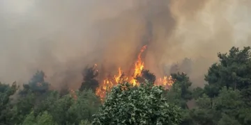 Mudanya’da yangın Bursa Valisi Mahmut Demirtaş olay bölgesinde