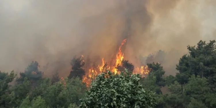 Mudanya’da yangın Bursa Valisi Mahmut Demirtaş olay bölgesinde