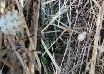 Dünyanın en zehirli örümceği Sivas’ta görüldü
