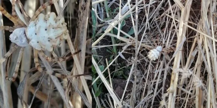 Dünyanın en zehirli örümceği Sivas’ta görüldü