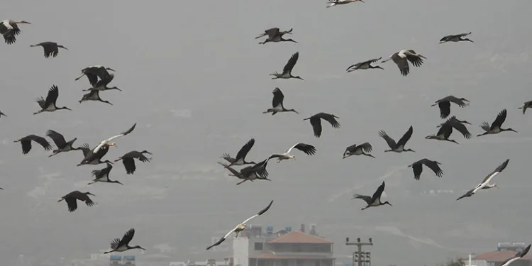Göç yolundaki leyleklerin gökyüzündeki dansı