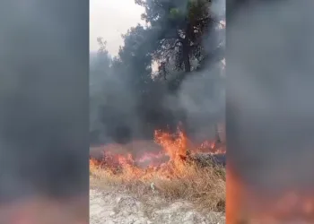 Tripolis’te örtü yangını korkuttu