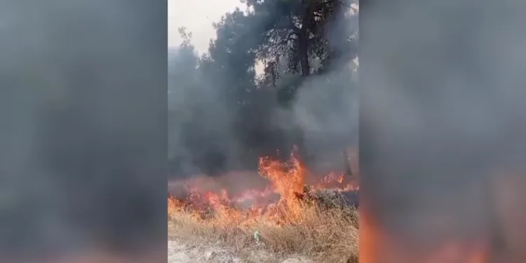 Tripolis’te örtü yangını korkuttu