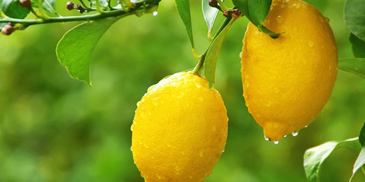 Mayer limon ağaçta kaldı
