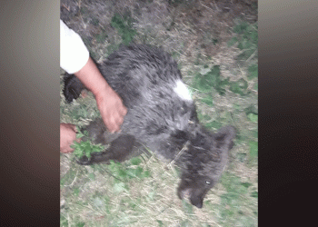 Ayağı kırık, yavru bir ayı bulundu