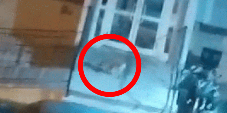 Aç kalan tilkiler şehre indi