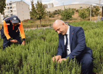 Şifa Kapısı’nda bitki hasadı