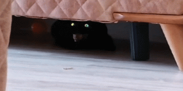 Eve giren hasta kedi korkuttu