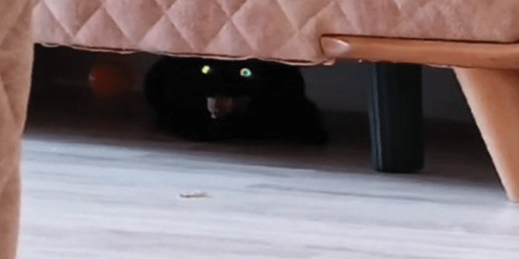 Eve giren hasta kedi korkuttu