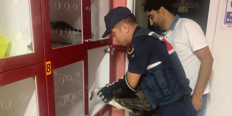 Jandarmadan yaralı martıya şefkat eli