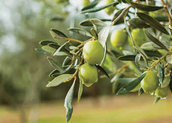 Zeytin hırsızları yakalandı