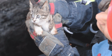 Hasarlı binanın kuyusuna düşen kedi kurtarıldı
