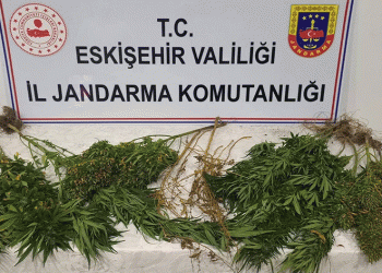 Kenevir yetiştiren şahıslar hakkında işlem başlatıldı