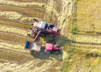 Sinop’ta çeltik hasadı başladı