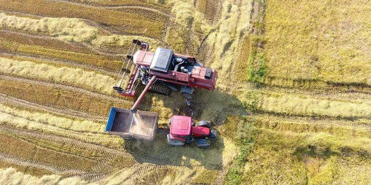 Sinop’ta çeltik hasadı başladı