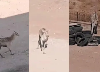 Şanlıurfa’da ilk defa Alageyik görüldü