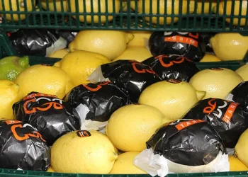 Almanya’nın limonu Kozan’dan