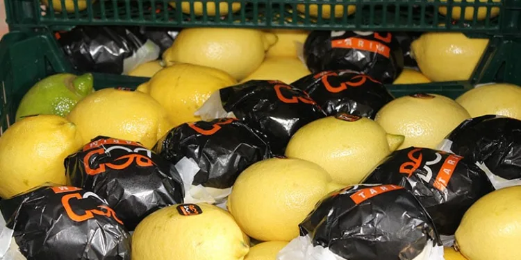 Almanya’nın limonu Kozan’dan